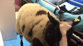 Un român, arestat în Olanda după ce a furat o oaie de la grădina zoologică! A ascuns animalul în portbagaj